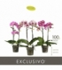 Phalaenopsis