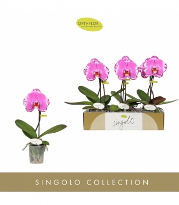 Phalaenopsis