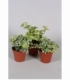Hedera