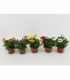 Osteospermum
