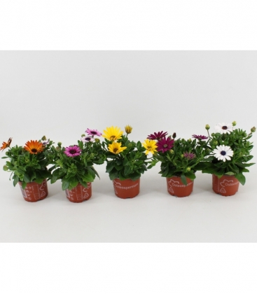 Osteospermum