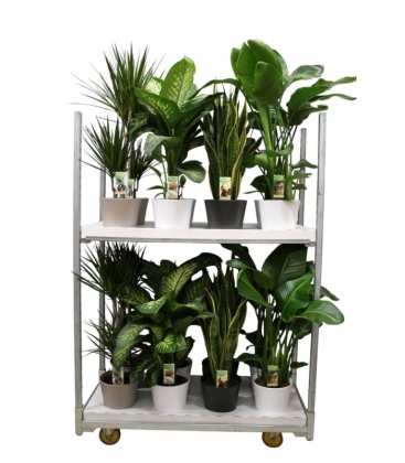 Indoor