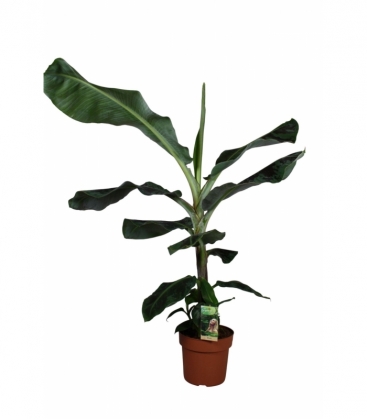 Musa