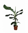 Musa