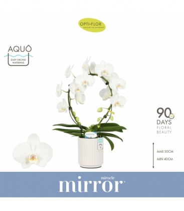 Phalaenopsis
