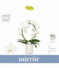 Phalaenopsis