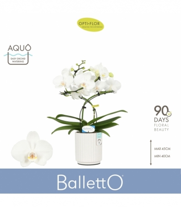 Phalaenopsis