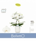 Phalaenopsis