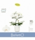 Phalaenopsis