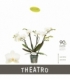 Phalaenopsis
