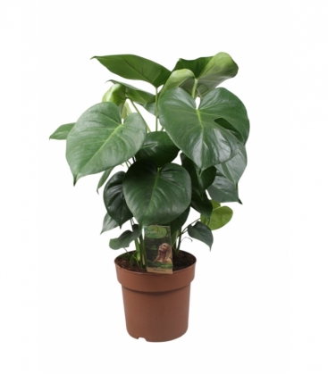Monstera