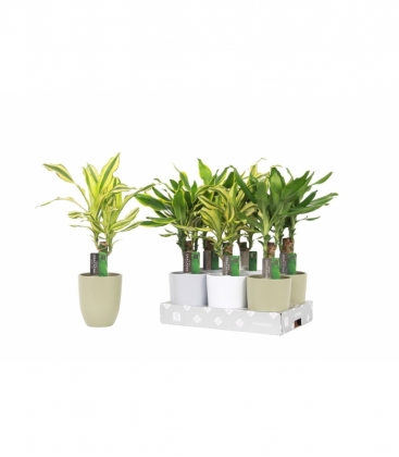 Dracaena