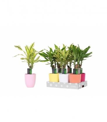 Dracaena