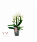 Phalaenopsis