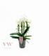 Phalaenopsis