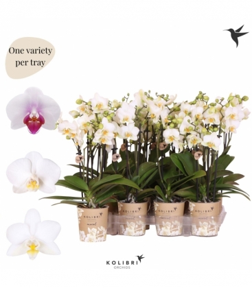 Phalaenopsis