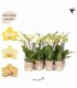 Phalaenopsis