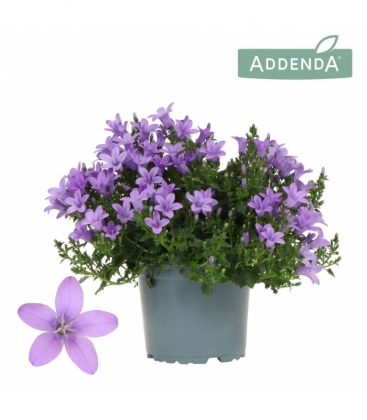 Campanula
