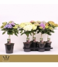 Hydrangea