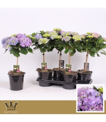 Hydrangea