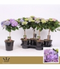 Hydrangea