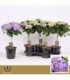 Hydrangea