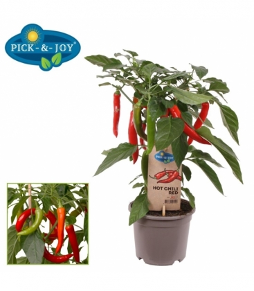 Capsicum