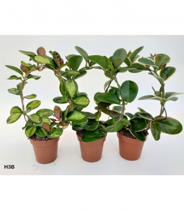Hoya