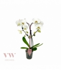 Phalaenopsis