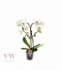 Phalaenopsis