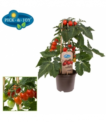 tomatoes