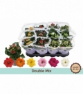 Kalanchoe