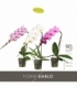 Phalaenopsis