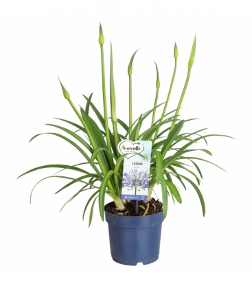 Agapanthus