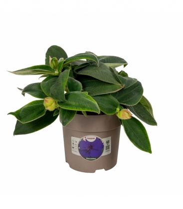 Tibouchina
