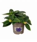 Tibouchina