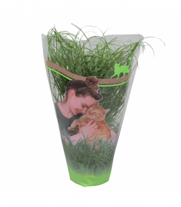Cyperus