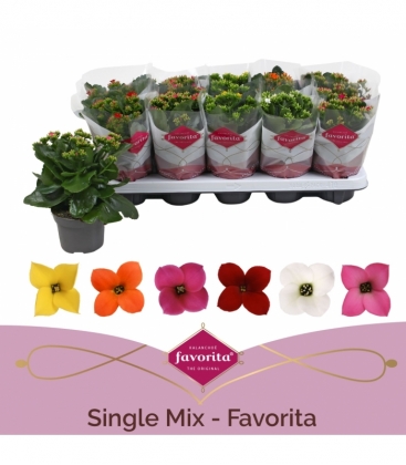 Kalanchoe
