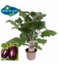 Aubergine