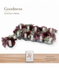 Hypoestes