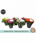 Kalanchoe