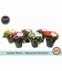 Kalanchoe