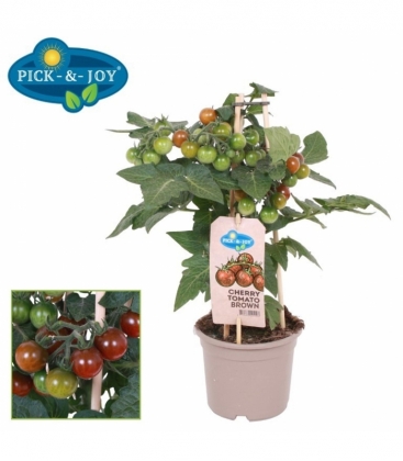tomatoes