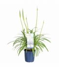 Agapanthus