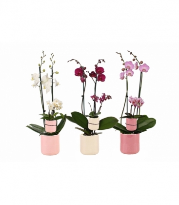 Phalaenopsis