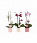 Phalaenopsis