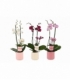 Phalaenopsis