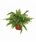 Nephrolepis