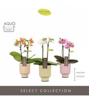 Phalaenopsis