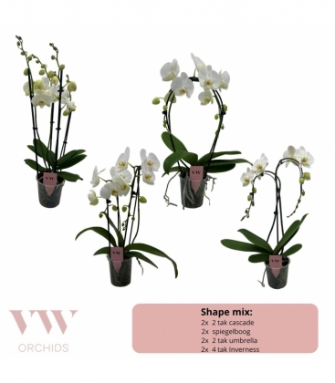 Phalaenopsis